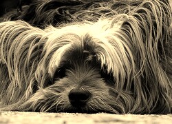 Sepia