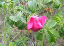 Oryginalny obrazek