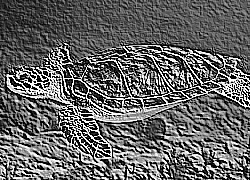 Skamielina