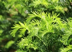 Oryginalny obrazek