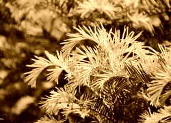 Sepia
