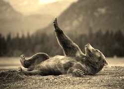 Szary + Sepia