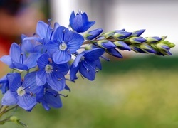 Oryginalny obrazek
