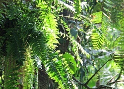 Oryginalny obrazek
