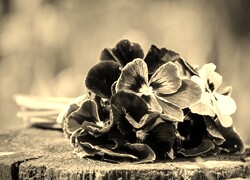 Szary + Sepia