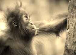 Sepia
