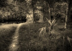 Sepia