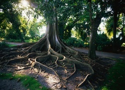 Oryginalny obrazek