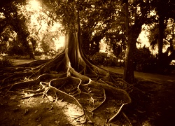 Sepia