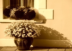 Sepia