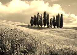 Szary + Sepia