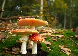 Oryginalny obrazek