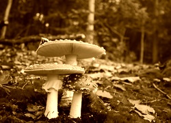 Sepia