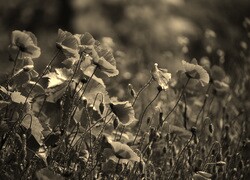 Szary + Sepia