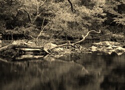 Sepia