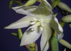Oryginalny obrazek