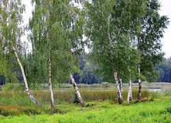 Oryginalny obrazek