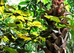 Oryginalny obrazek