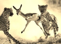 Szary + Sepia
