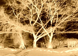 Sepia + Negatyw