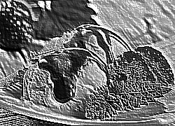 Skamielina