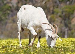 Oryginalny obrazek