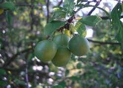 Oryginalny obrazek