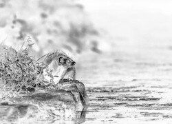 Szary + Negatyw