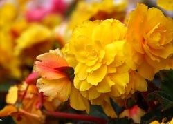 Oryginalny obrazek