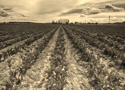 Szary + Sepia