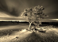 Sepia