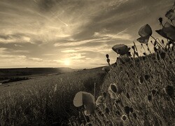 Szary + Sepia