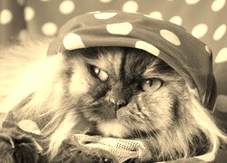 Szary + Sepia