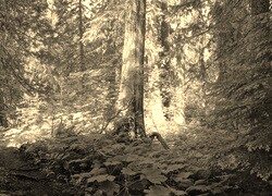 Szary + Sepia