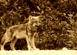 Sepia