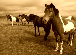 Sepia