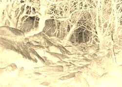 Sepia + Negatyw