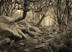 Szary + Sepia