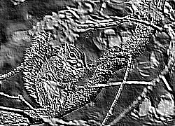 Skamielina