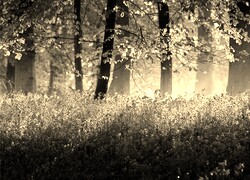 Szary + Sepia