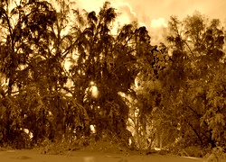 Sepia