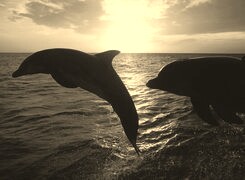 Szary + Sepia