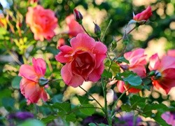 Oryginalny obrazek