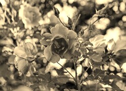 Szary + Sepia