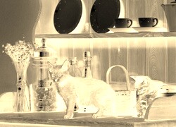 Sepia + Negatyw