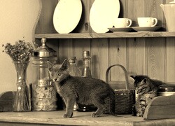 Szary + Sepia