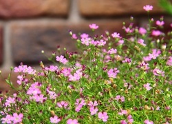 Oryginalny obrazek
