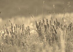 Szary + Sepia