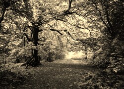 Szary + Sepia
