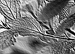 Skamielina
